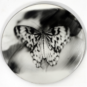 PAPILLON RIVIERE n°2/7