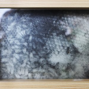 Ruche, le rêve des abeilles, 2025